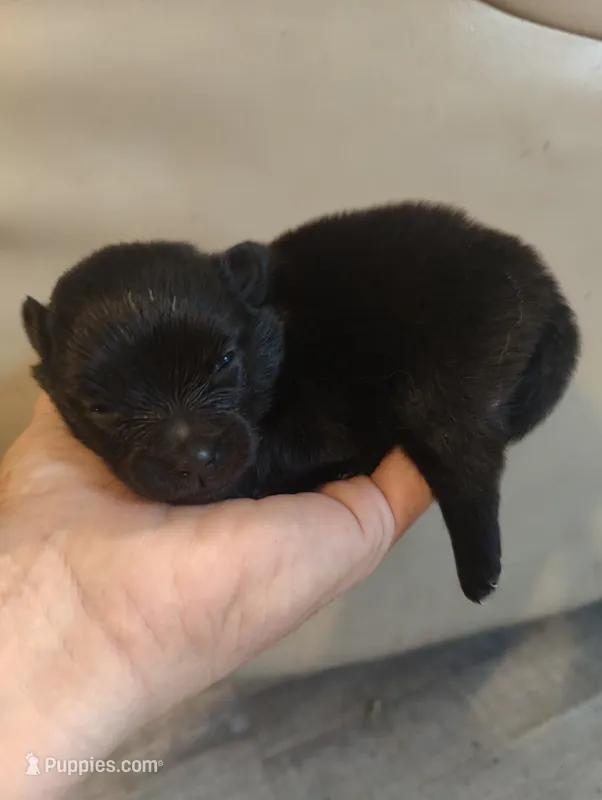 Coal – Pomeranian puppy for sale in Jacksonville, NC