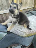 Thor , a male German Shepherd Dog for sale in Jacksonville, NC – 2 of 4