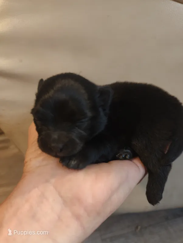 Onyx – Pomeranian puppy for sale in Jacksonville, NC