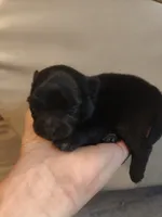 Onyx, a female Pomeranian for sale in Jacksonville, NC – 1 of 3