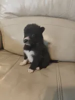 Buster, a male Pomeranian and Pomsky for sale in Jacksonville, NC – 2 of 3