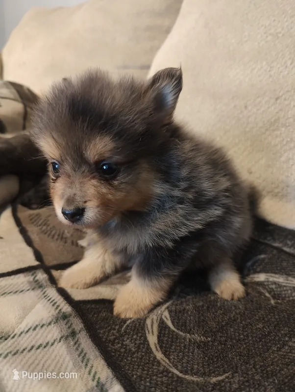 Murphy – Pomeranian puppy for sale in Jacksonville, NC