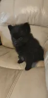 Pogo, a female Pomeranian for sale in Jacksonville, NC – 3 of 4