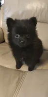 Pogo, a female Pomeranian for sale in Jacksonville, NC – 2 of 4
