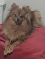 Coal, a female Pomeranian for sale in Jacksonville, NC – 3 of 3