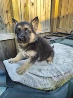 Teresa, a female German Shepherd Dog for sale in Jacksonville, NC – 2 of 4