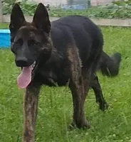 Talia, a female German Shepherd Dog for sale in Jacksonville, NC – 4 of 4