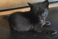 Godiva, a female Pomeranian and Pomsky for sale in Jacksonville, NC – Photo 2 of 3