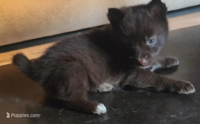 Godiva – Pomeranian, Pomsky puppy for sale in Jacksonville, NC