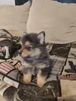 Murphy, a male Pomeranian for sale in Jacksonville, NC – 2 of 5