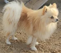 Onyx, a female Pomeranian for sale in Jacksonville, NC – 3 of 3