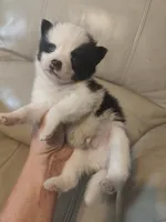 Blue, a male Pomeranian and Pomsky for sale in Jacksonville, NC – 1 of 3