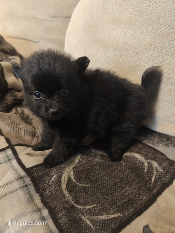 Onyx – Pomeranian puppy for sale in Jacksonville, NC