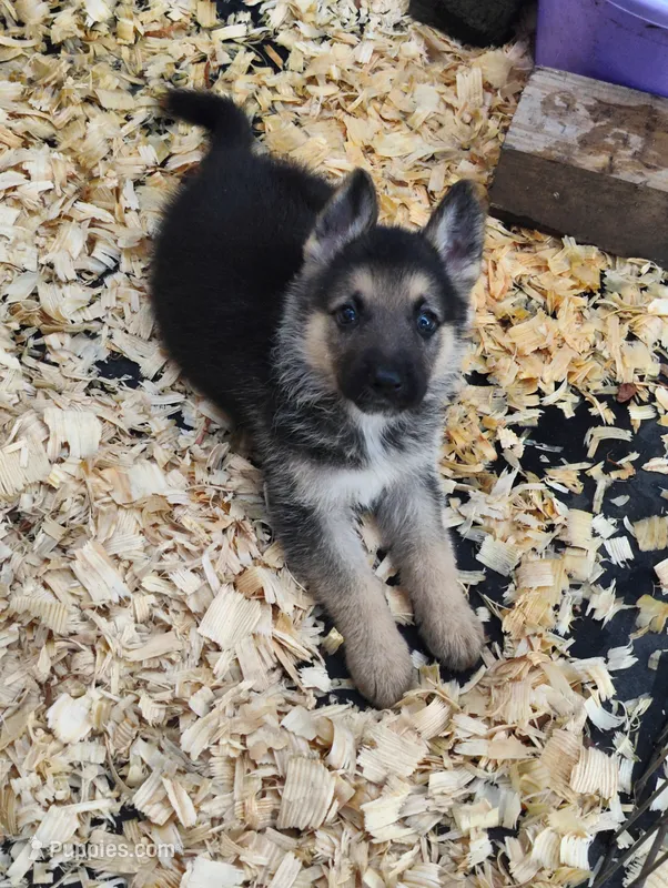 Teresa – German Shepherd Dog puppy for sale in Jacksonville, NC