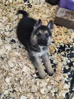 Teresa, a female German Shepherd Dog for sale in Jacksonville, NC – 1 of 4