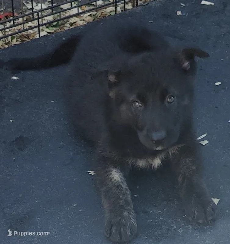 Thor  – German Shepherd Dog puppy for sale in Jacksonville, NC