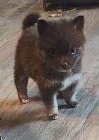 Truffle, a female Pomeranian and Pomsky for sale in Jacksonville, NC – Photo 2 of 3