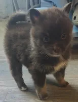 Truffle, a female Pomeranian and Pomsky for sale in Jacksonville, NC – Photo 3 of 3