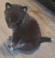 Truffle, a female Pomeranian and Pomsky for sale in Jacksonville, NC – Photo 1 of 3