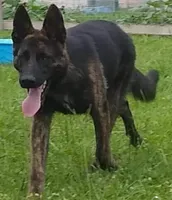 Thor , a male German Shepherd Dog for sale in Jacksonville, NC – 3 of 4