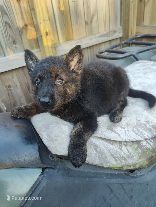 Thomas – German Shepherd Dog puppy for sale in Jacksonville, NC