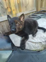 Thomas, a male German Shepherd Dog for sale in Jacksonville, NC – 1 of 3