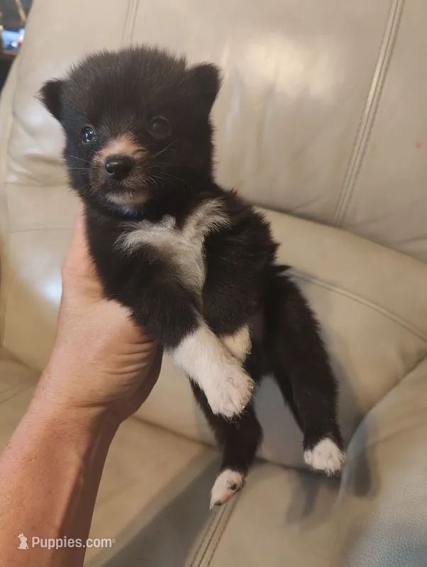 Buster – Pomeranian, Pomsky puppy for sale in Jacksonville, NC