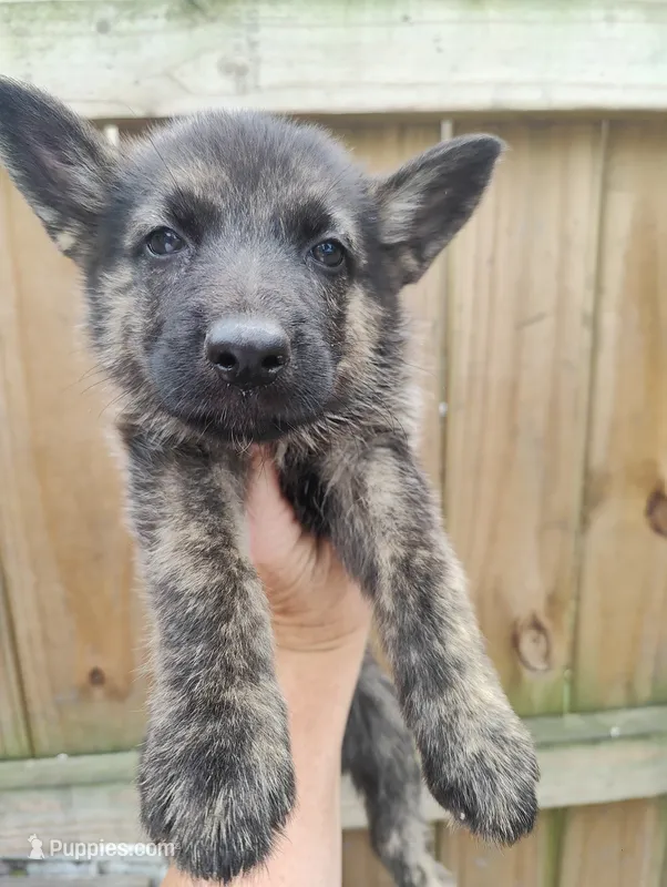 Talia – German Shepherd Dog puppy for sale in Jacksonville, NC