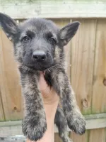 Talia, a female German Shepherd Dog for sale in Jacksonville, NC – 1 of 4