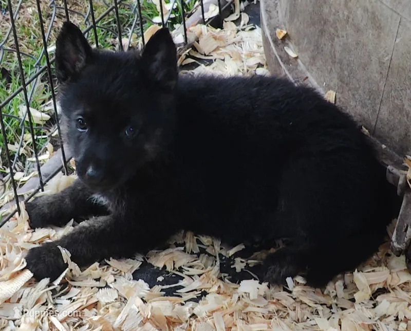 Teresa – German Shepherd Dog puppy for sale in Jacksonville, NC