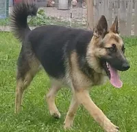 Teresa, a female German Shepherd Dog for sale in Jacksonville, NC – 4 of 4
