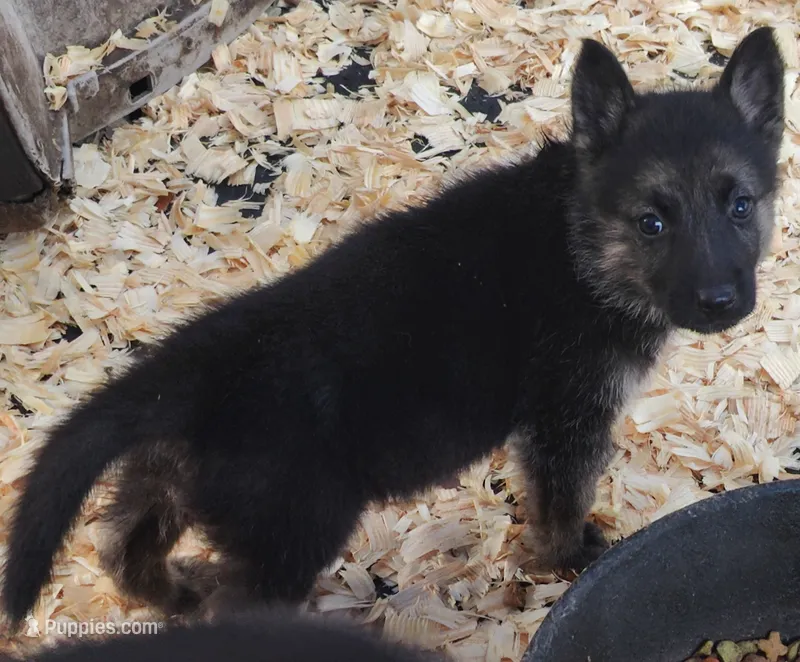 Terry  – German Shepherd Dog puppy for sale in Jacksonville, NC