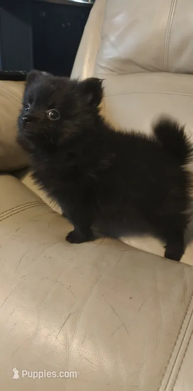 Pogo – Pomeranian puppy for sale in Jacksonville, NC