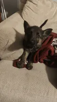 Talia, a female German Shepherd Dog for sale in Jacksonville, NC – 2 of 4