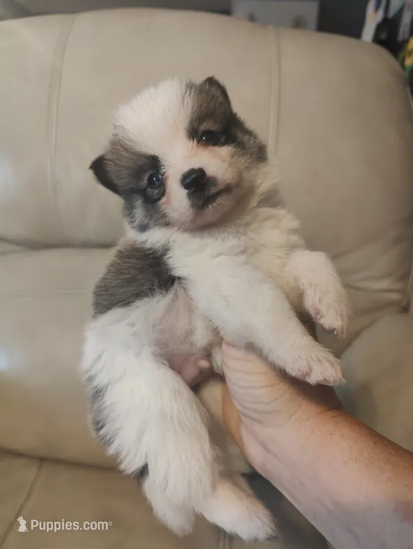Buddy  – Pomeranian, Pomsky puppy for sale in Jacksonville, NC