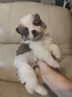 Buddy , a male Pomeranian and Pomsky for sale in Jacksonville, NC – 1 of 3