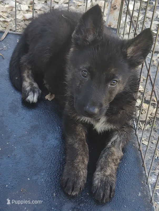 Terry  – German Shepherd Dog puppy for sale in Jacksonville, NC