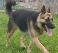 Talia, a female German Shepherd Dog for sale in Jacksonville, NC – 3 of 4