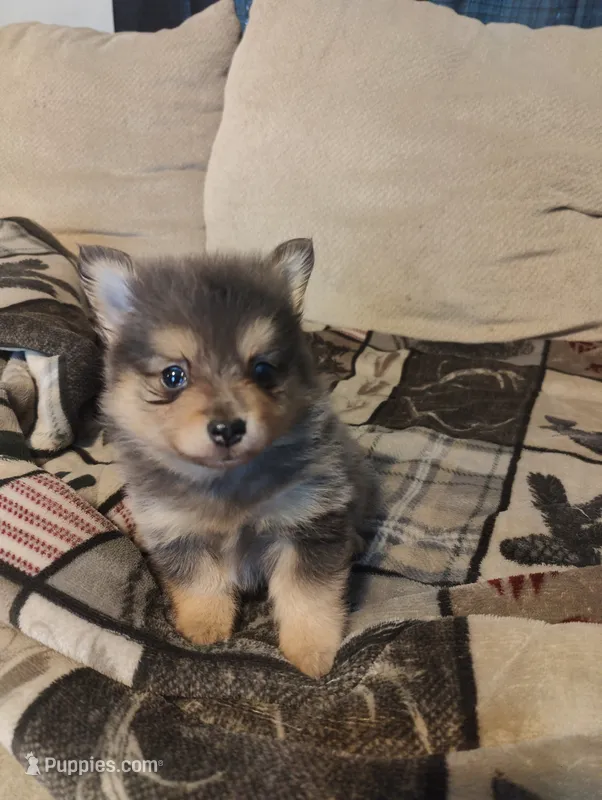 Murphy – Pomeranian puppy for sale in Jacksonville, NC
