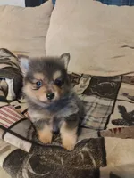 Murphy, a male Pomeranian for sale in Jacksonville, NC – 3 of 5