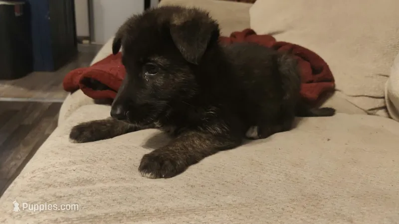 Thor  – German Shepherd Dog puppy for sale in Jacksonville, NC