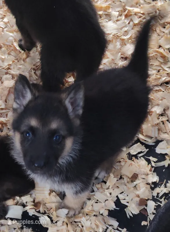 Terry  – German Shepherd Dog puppy for sale in Jacksonville, NC