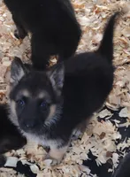 Terry , a female German Shepherd Dog for sale in Jacksonville, NC – 1 of 4