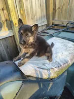 Terry , a female German Shepherd Dog for sale in Jacksonville, NC – 2 of 4
