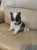 Beauty, a female Pomeranian and Pomsky for sale in Jacksonville, NC – 3 of 3