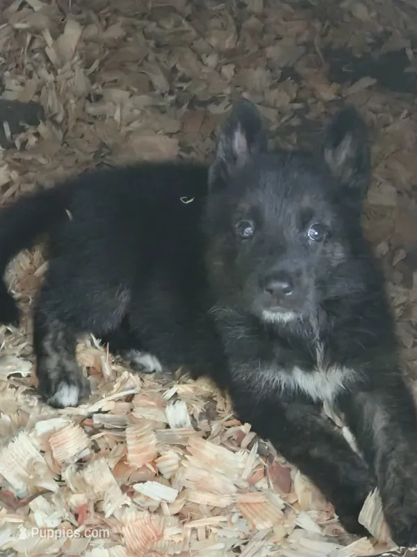 Thor  – German Shepherd Dog puppy for sale in Jacksonville, NC