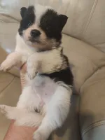 Beauty, a female Pomeranian and Pomsky for sale in Jacksonville, NC – 1 of 3