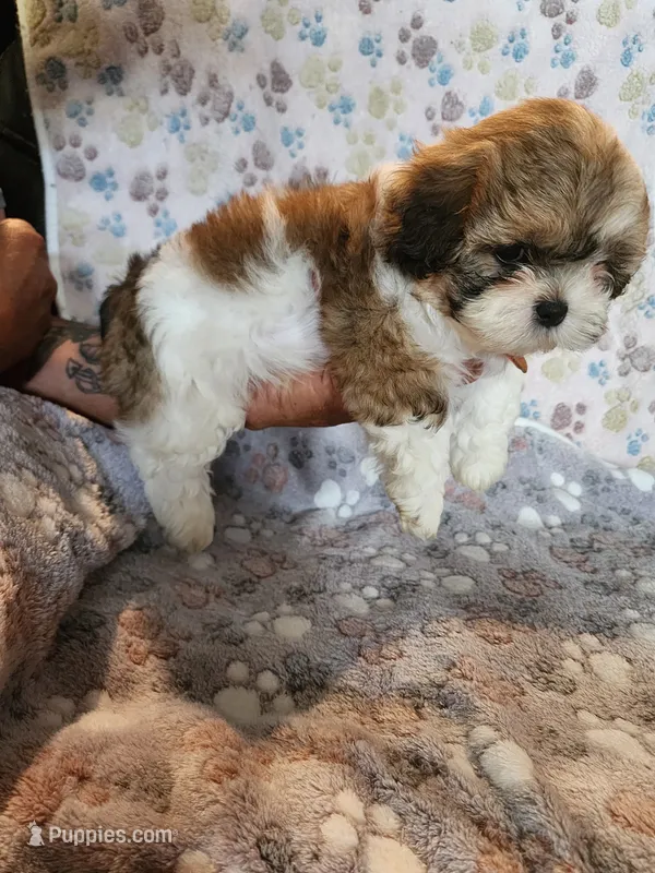 BJ – Shih Tzu, Poodle - Miniature  puppy for sale in Tyler, TX