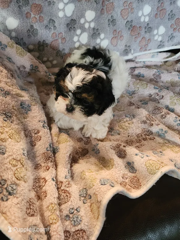 Elvira  – Shih Tzu, Poodle - Miniature  puppy on hold in Tyler, TX