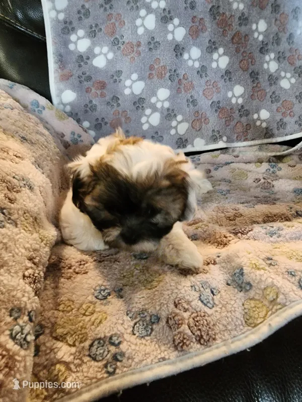 Sleepy – Shih Tzu, Poodle - Miniature  puppy for sale in Tyler, TX